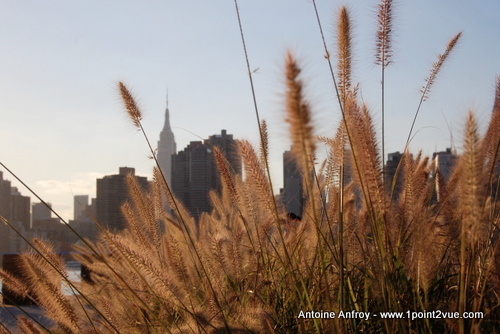 new-york-herbes